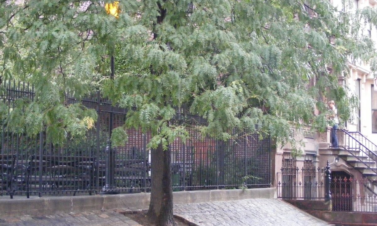 Photo of Others in East Harlem
