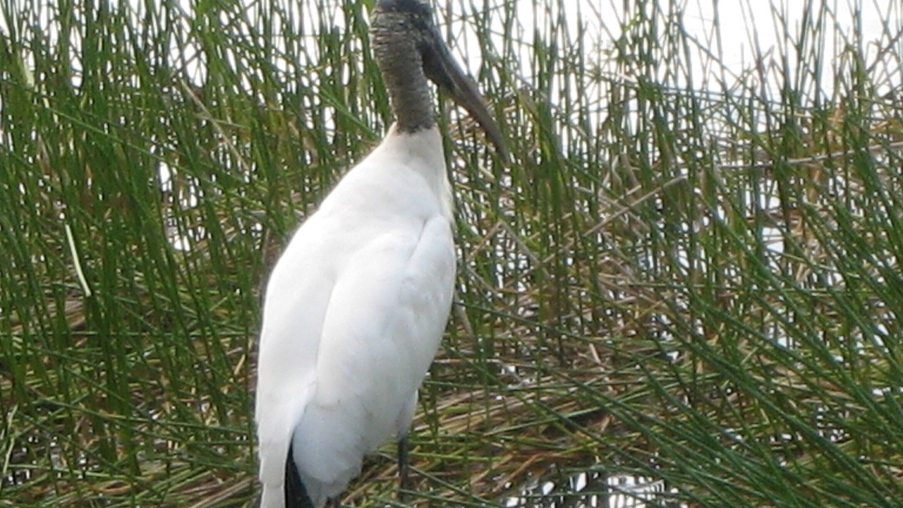 Photo of Others in Sanibel
