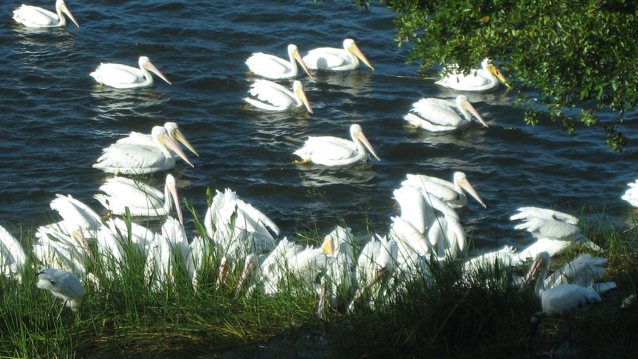 Photo of Others in Sanibel
