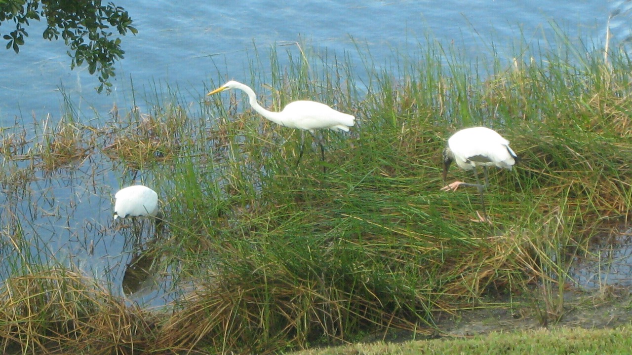 Photo of Others in Sanibel