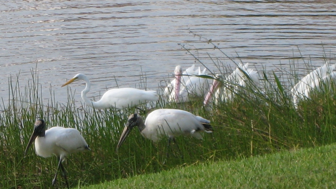 Photo of Others in Sanibel