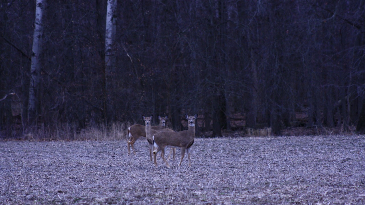 Photo of Others in Logansport