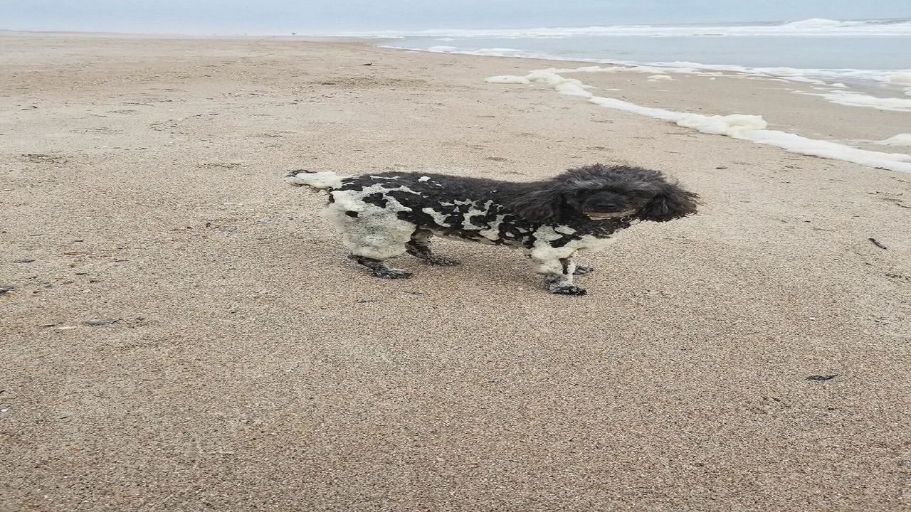 Photo of Others in Fernandina Beach