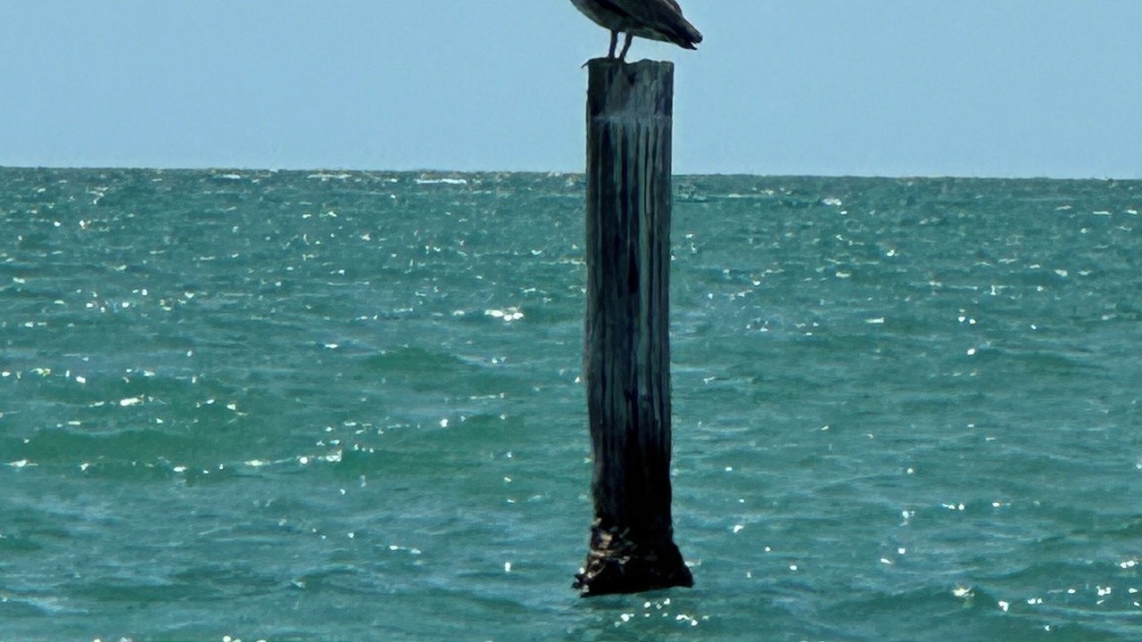 Photo of Others in South Island