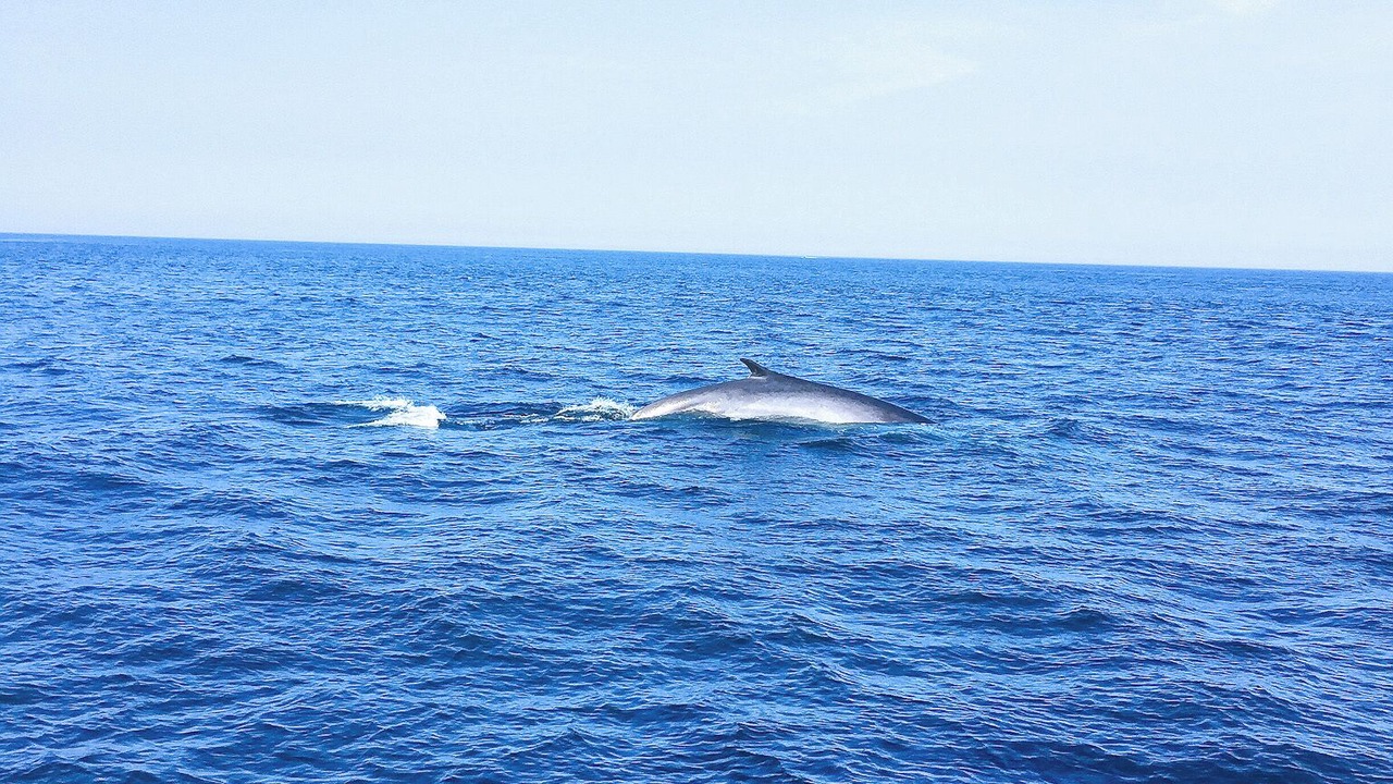 Photo of Others in South Yarmouth