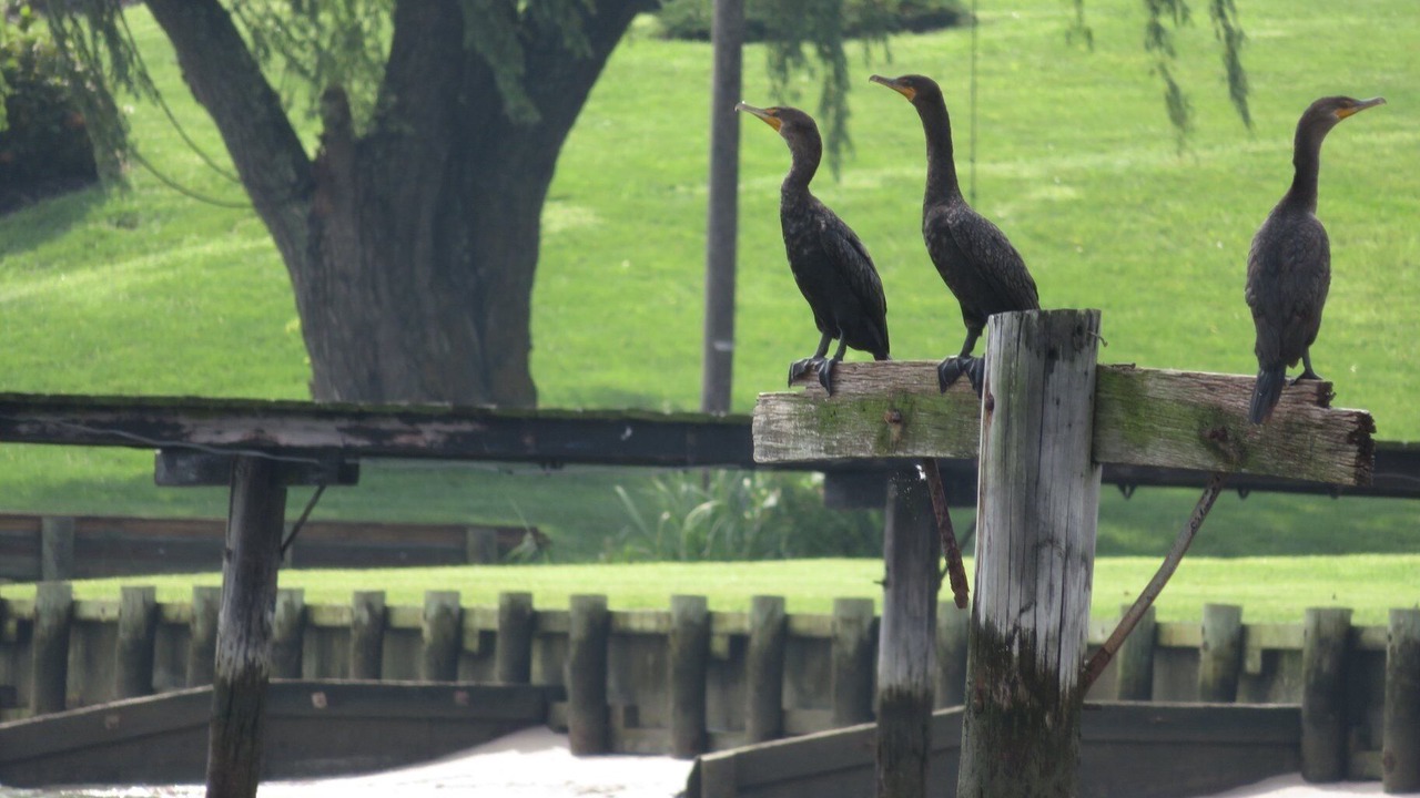 Photo of Others in Colonial Beach