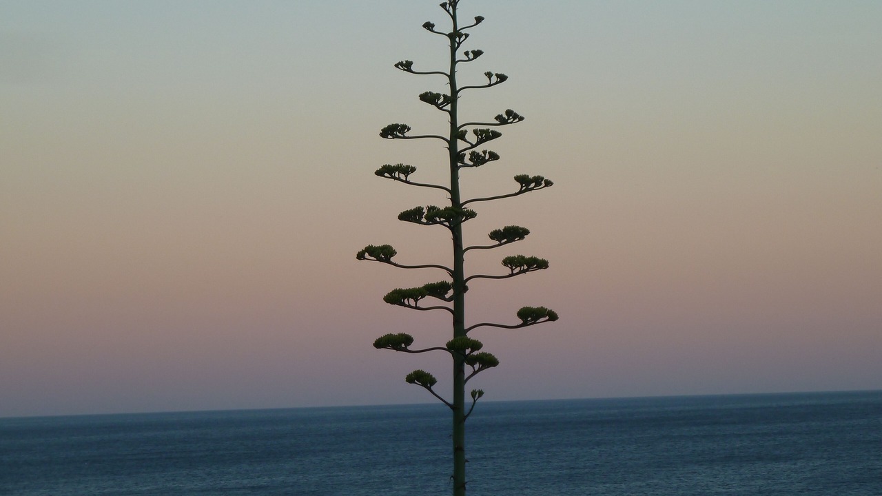 Photo of Others in Praia da Luz