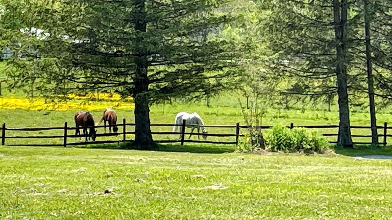Photo of Others in Lanesborough