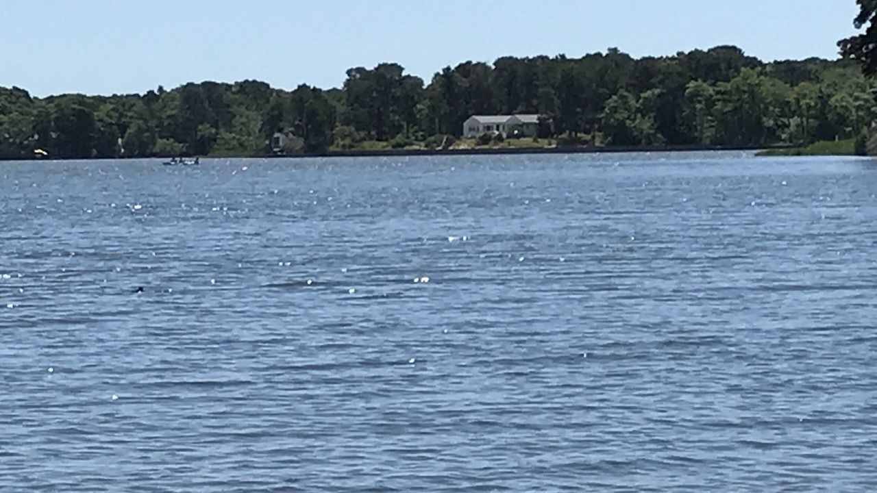 Photo of Others in Dennis Port