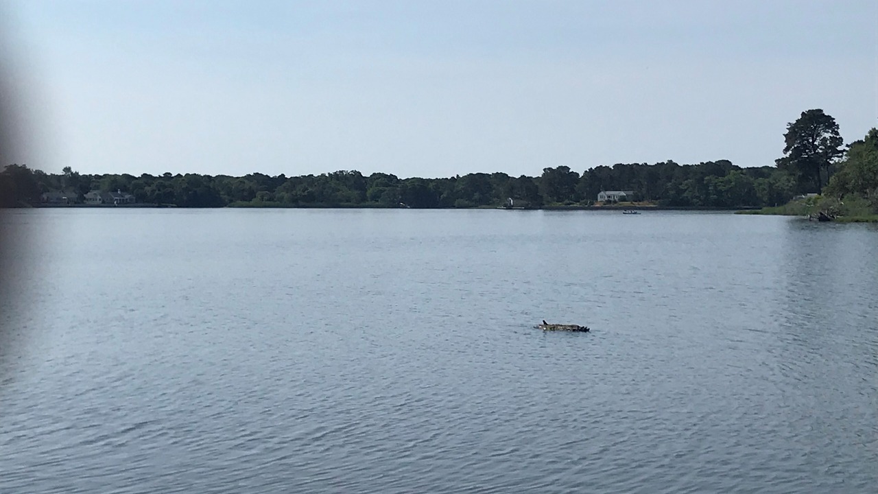 Photo of Others in Dennis Port
