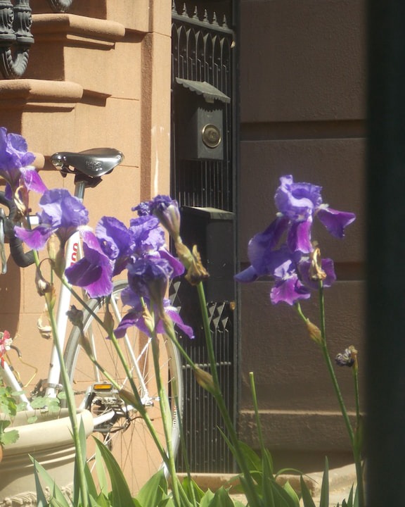 Photo of Others in Carroll Gardens