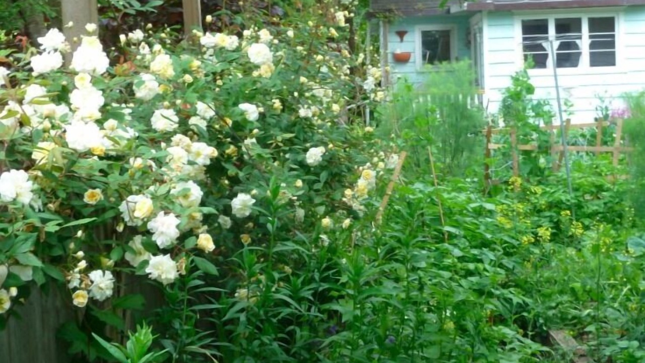 Photo of Outdoor in Point Roberts