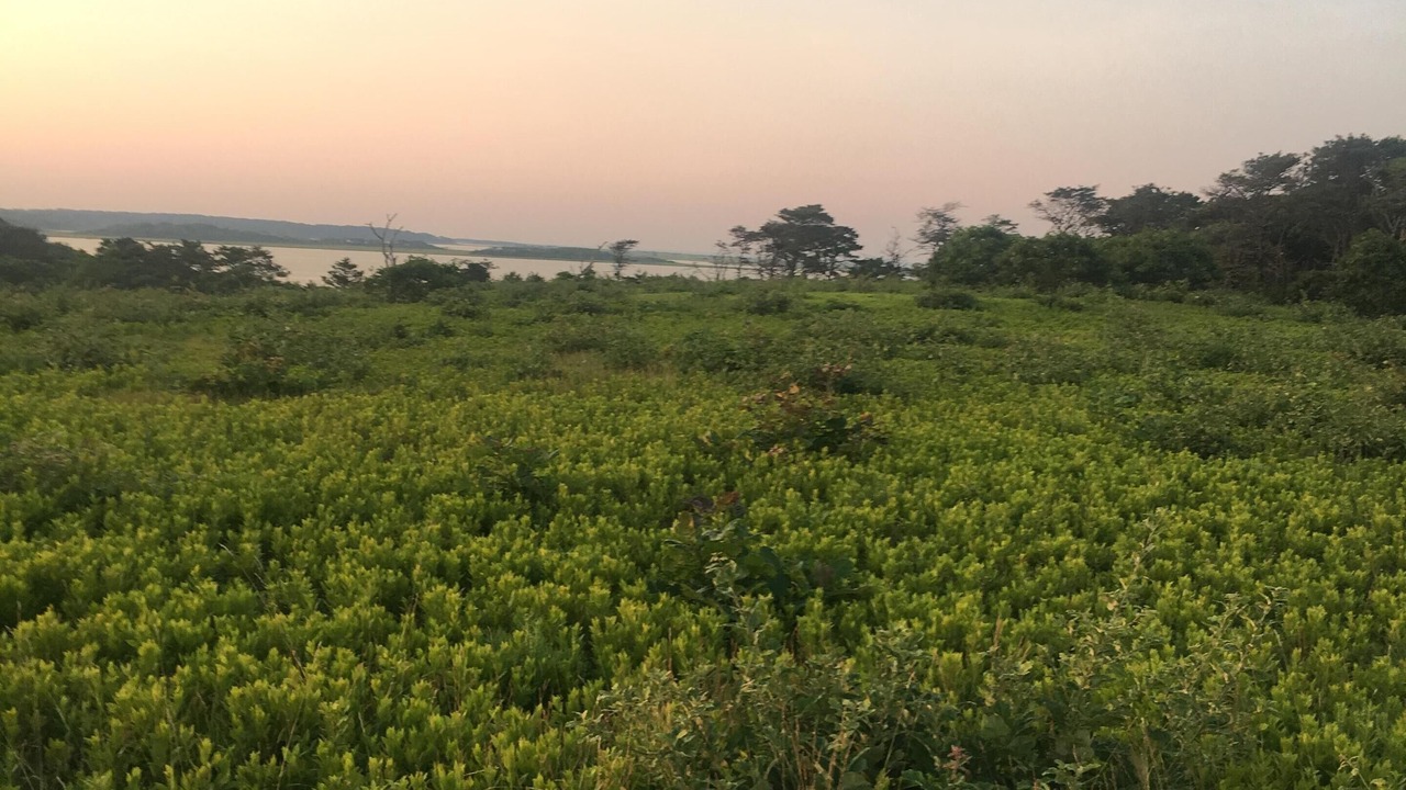 Photo of Outdoor in Edgartown