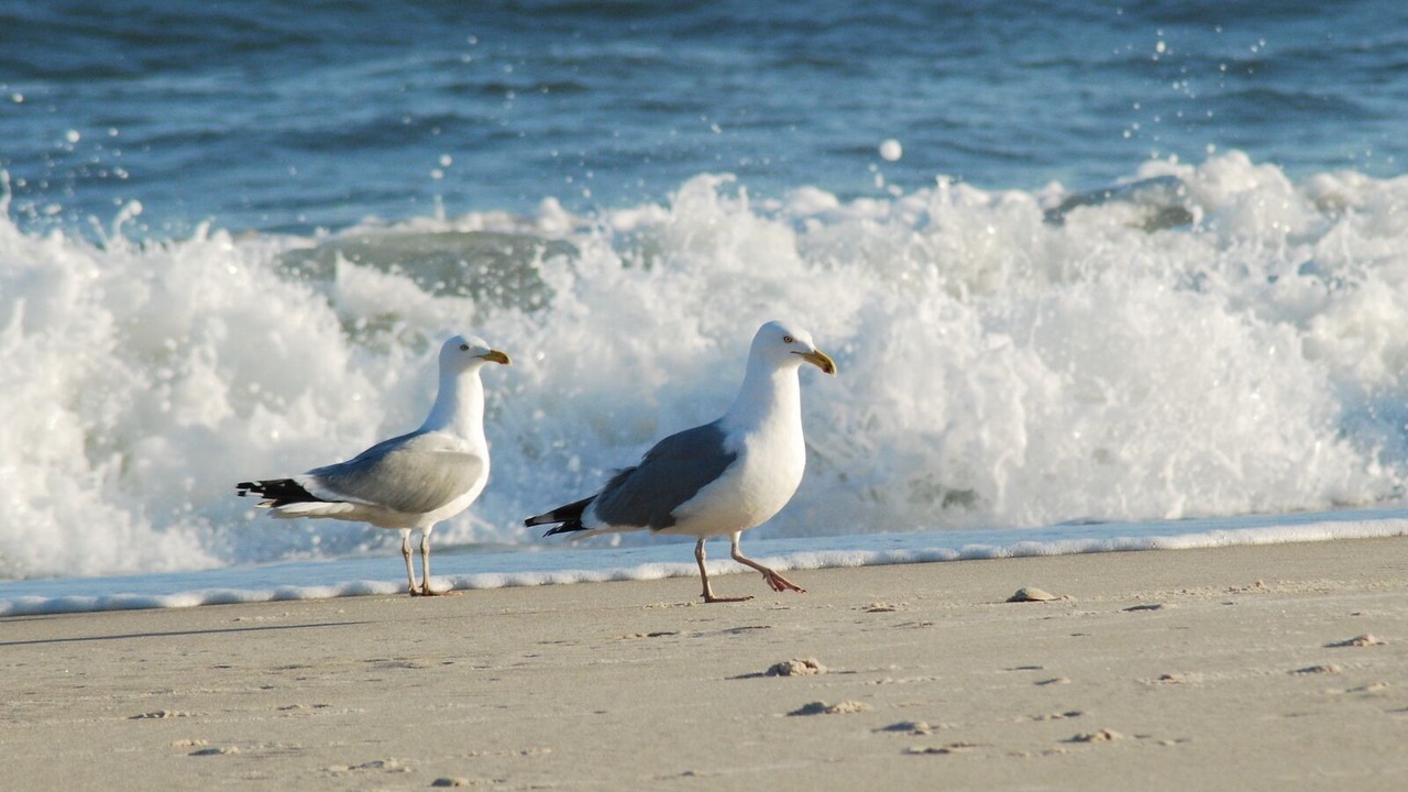 Photo of Others in Westhampton Beach