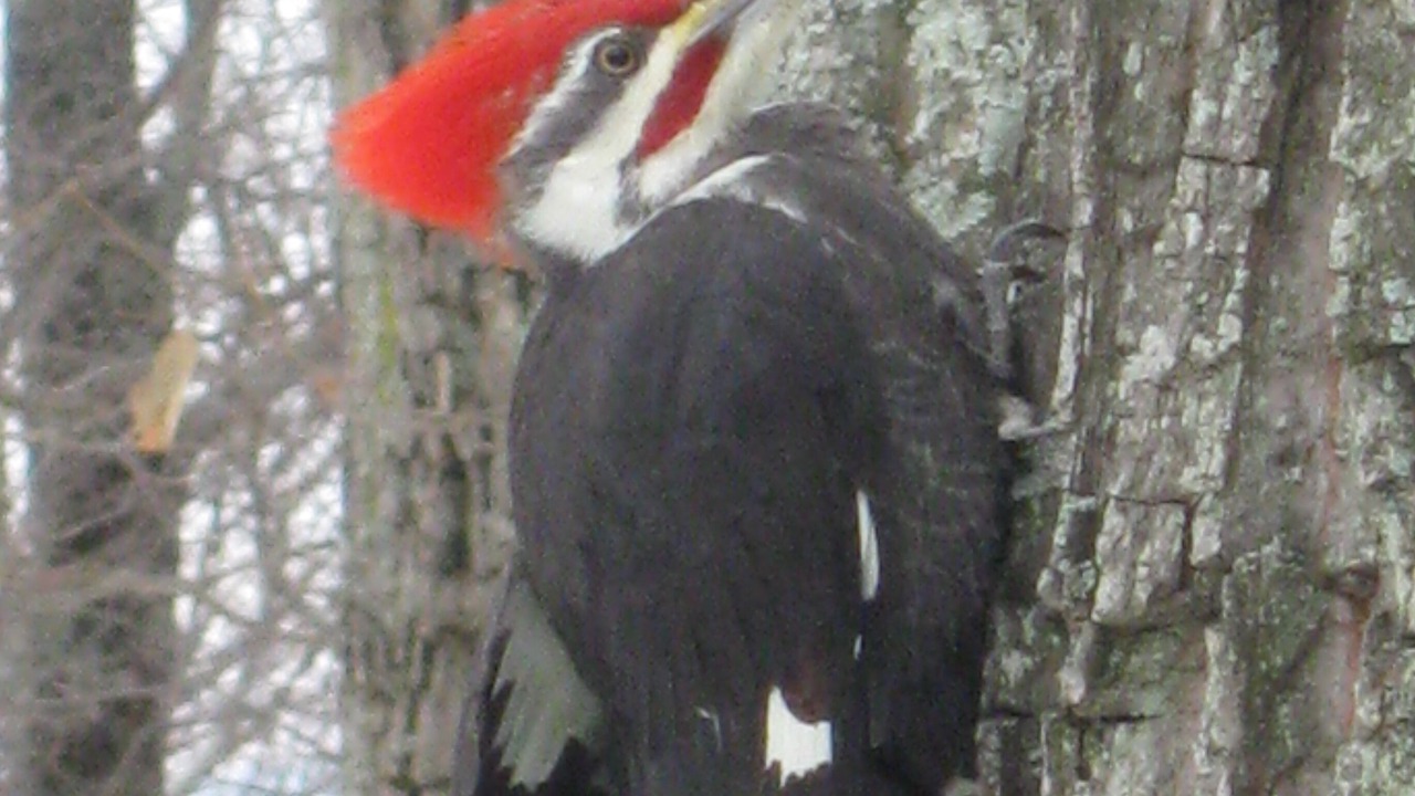 Photo of Outdoor in Massanutten