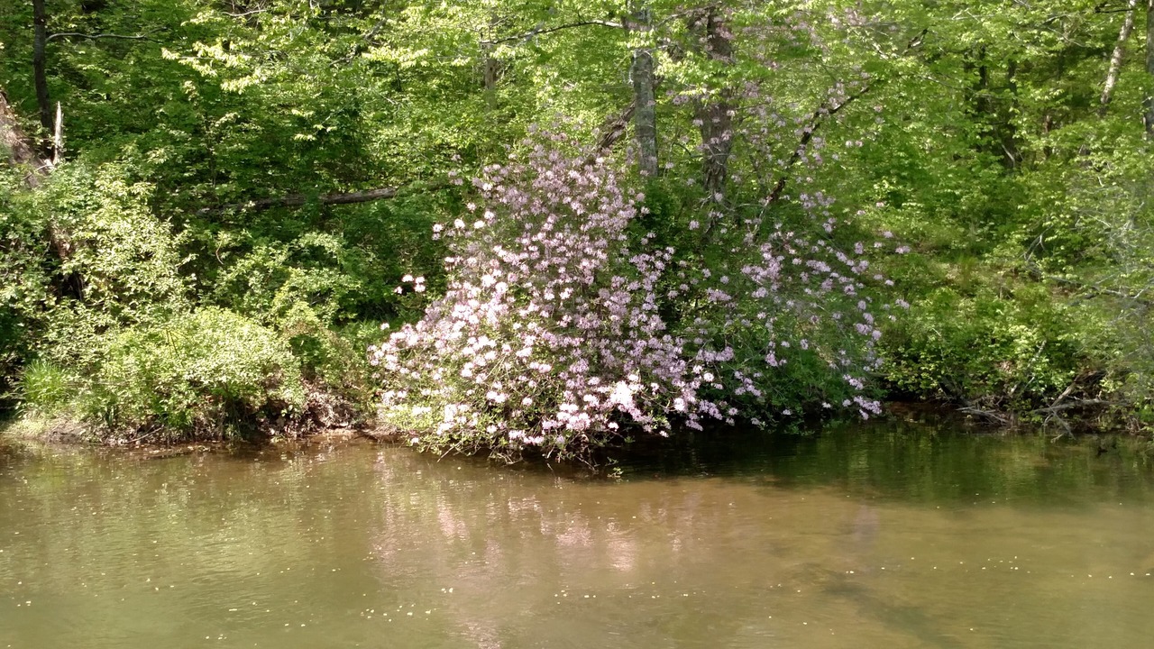 Photo of Others in Dan River