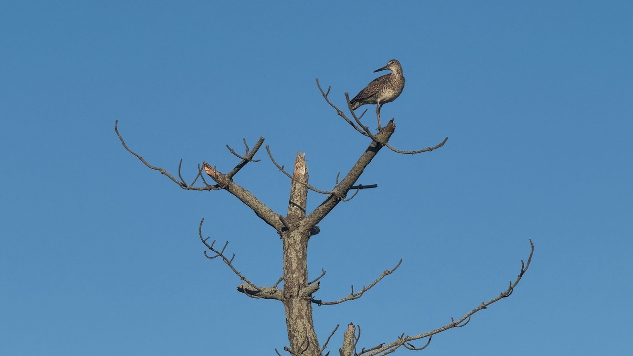 Photo of Others in Wellfleet