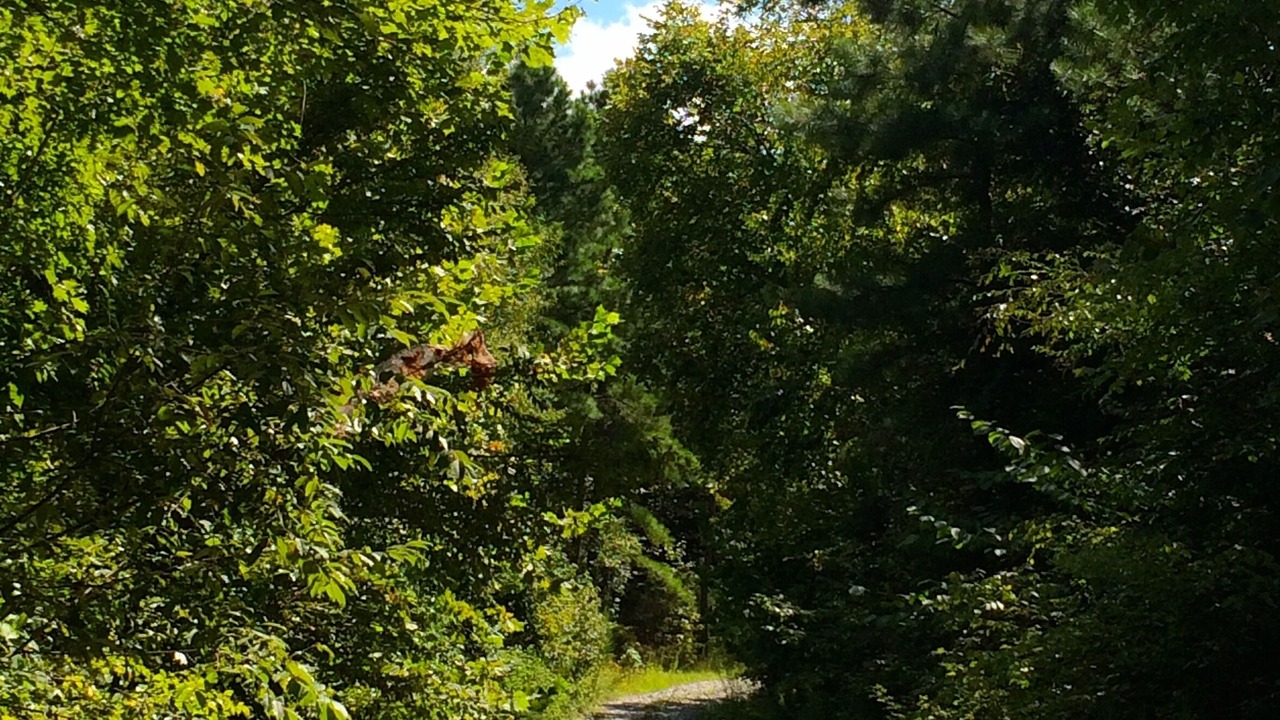 Photo of Outdoor in Clarksville