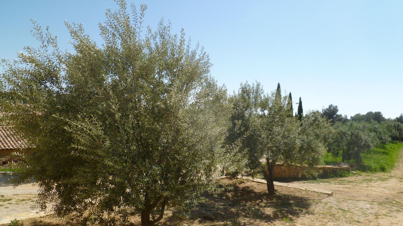 Photo of Outdoor in La Cadiere-d'Azur