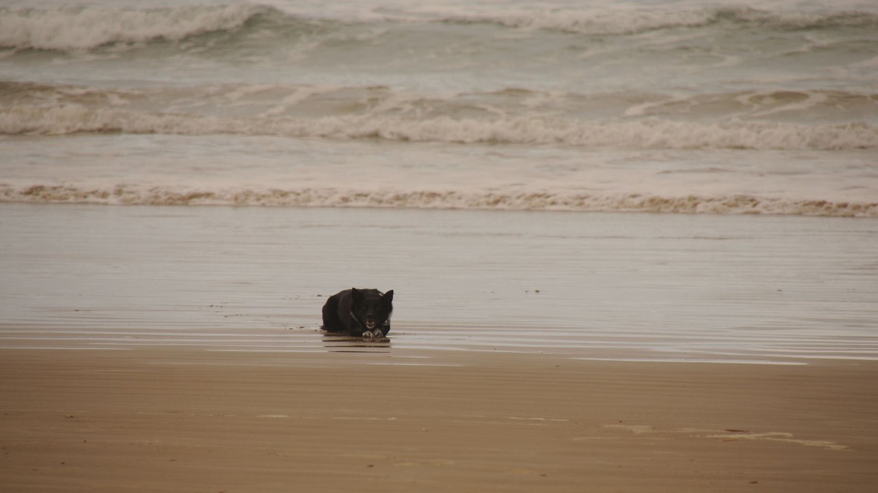 Photo of Others in Goolwa South
