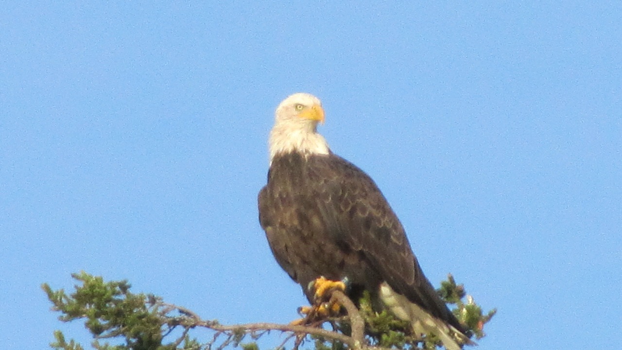 Photo of Others in Owls Head