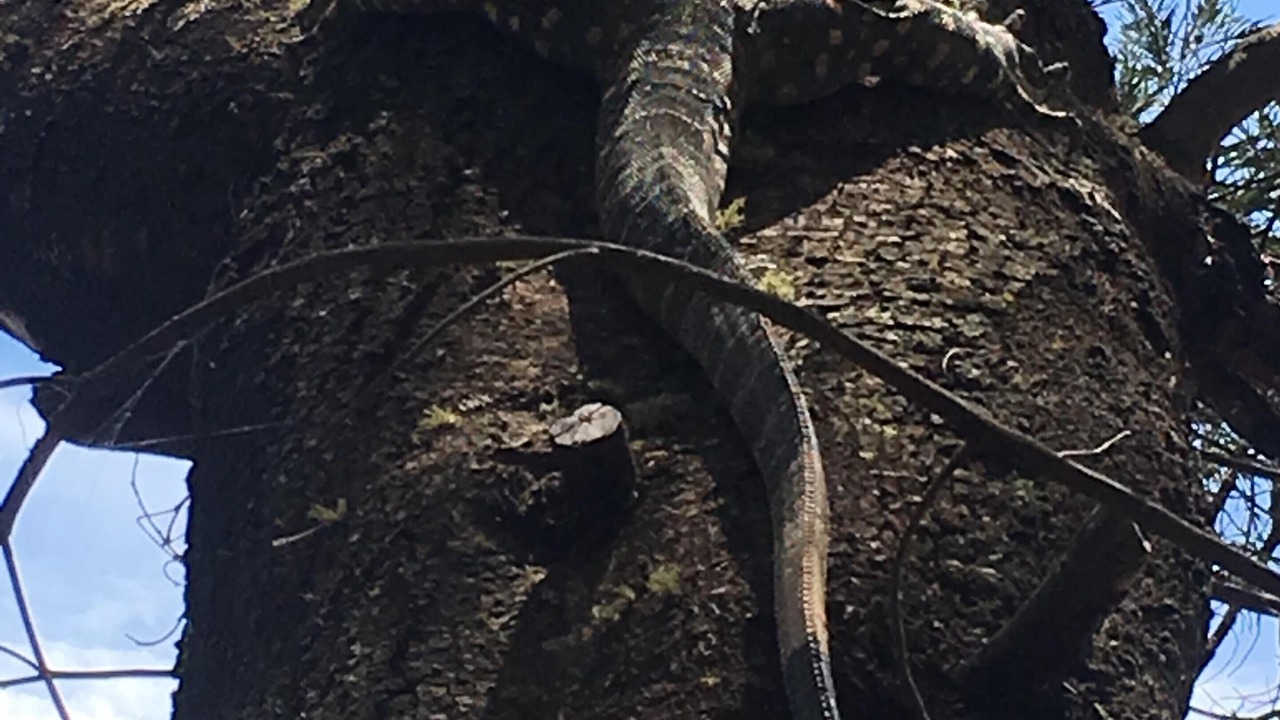 Photo of Outdoor in Kanimbla