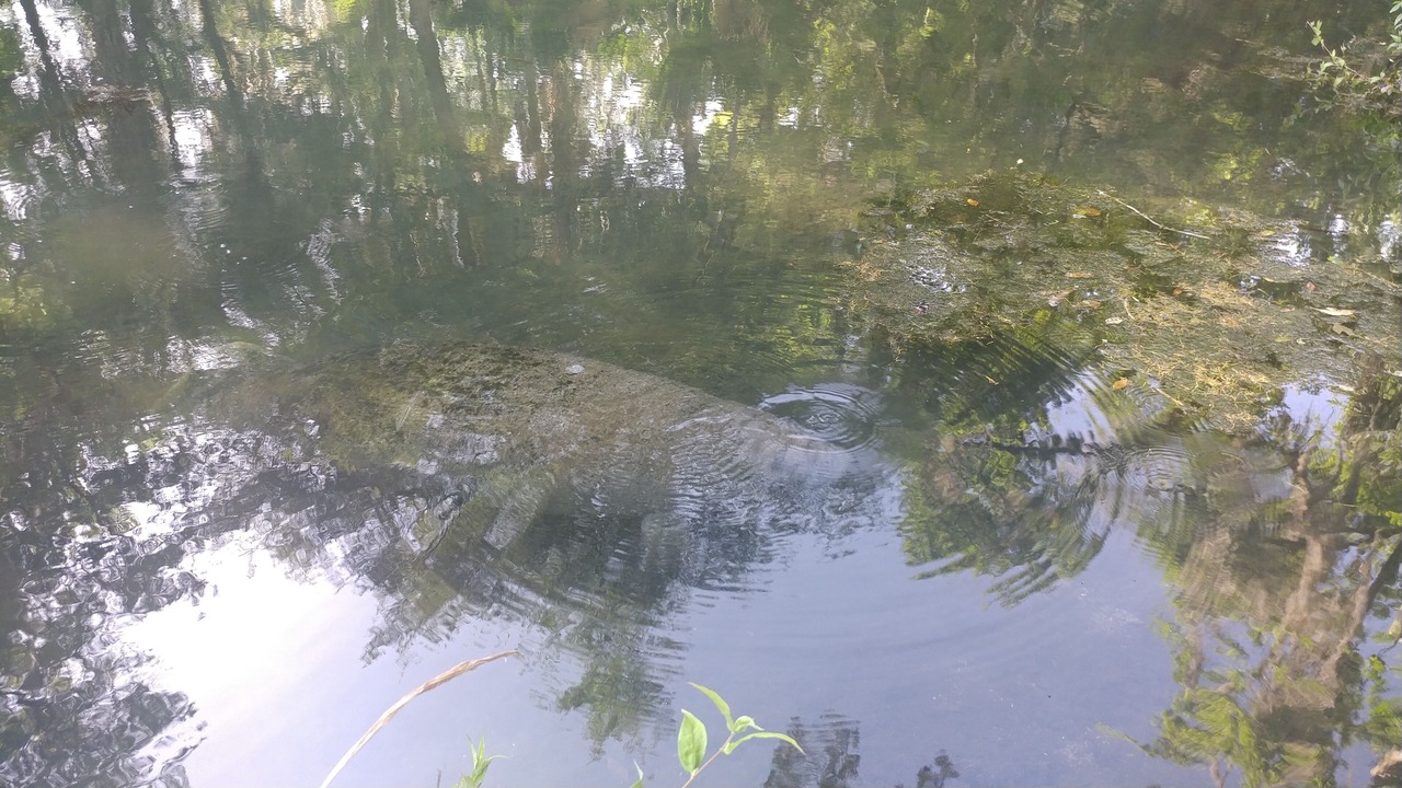 Photo of Others in Homosassa