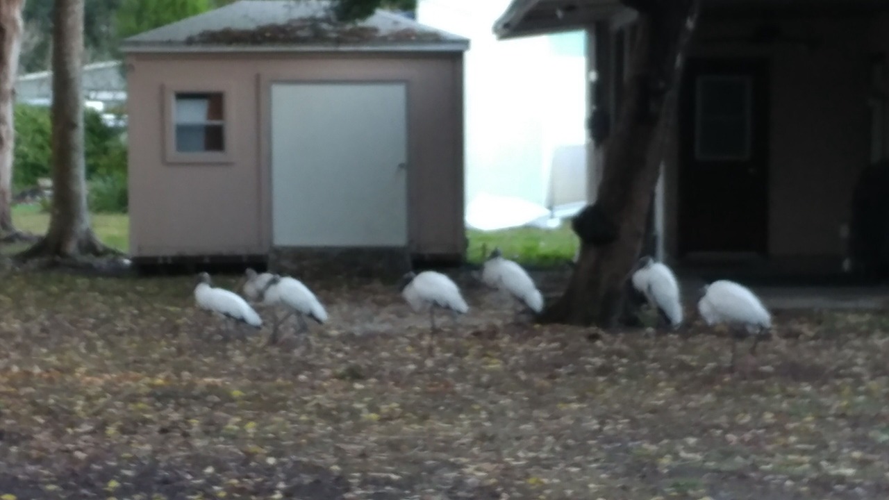 Photo of Others in Homosassa
