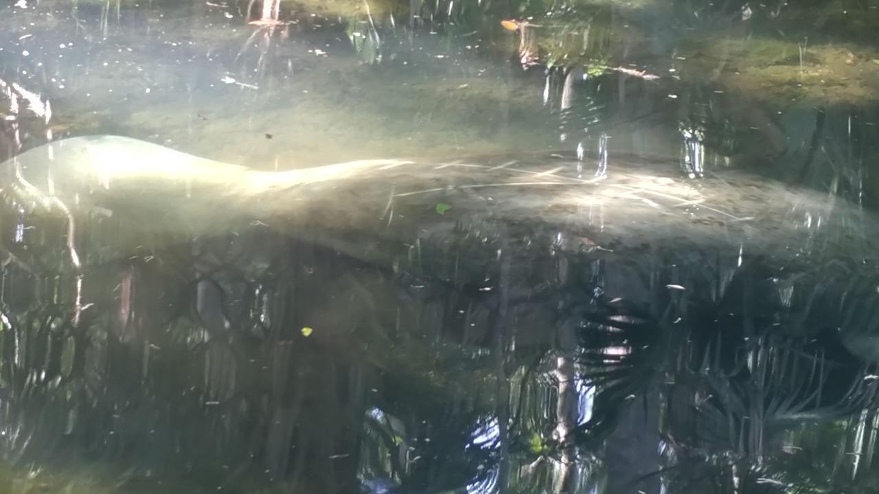 Photo of Outdoor in Homosassa