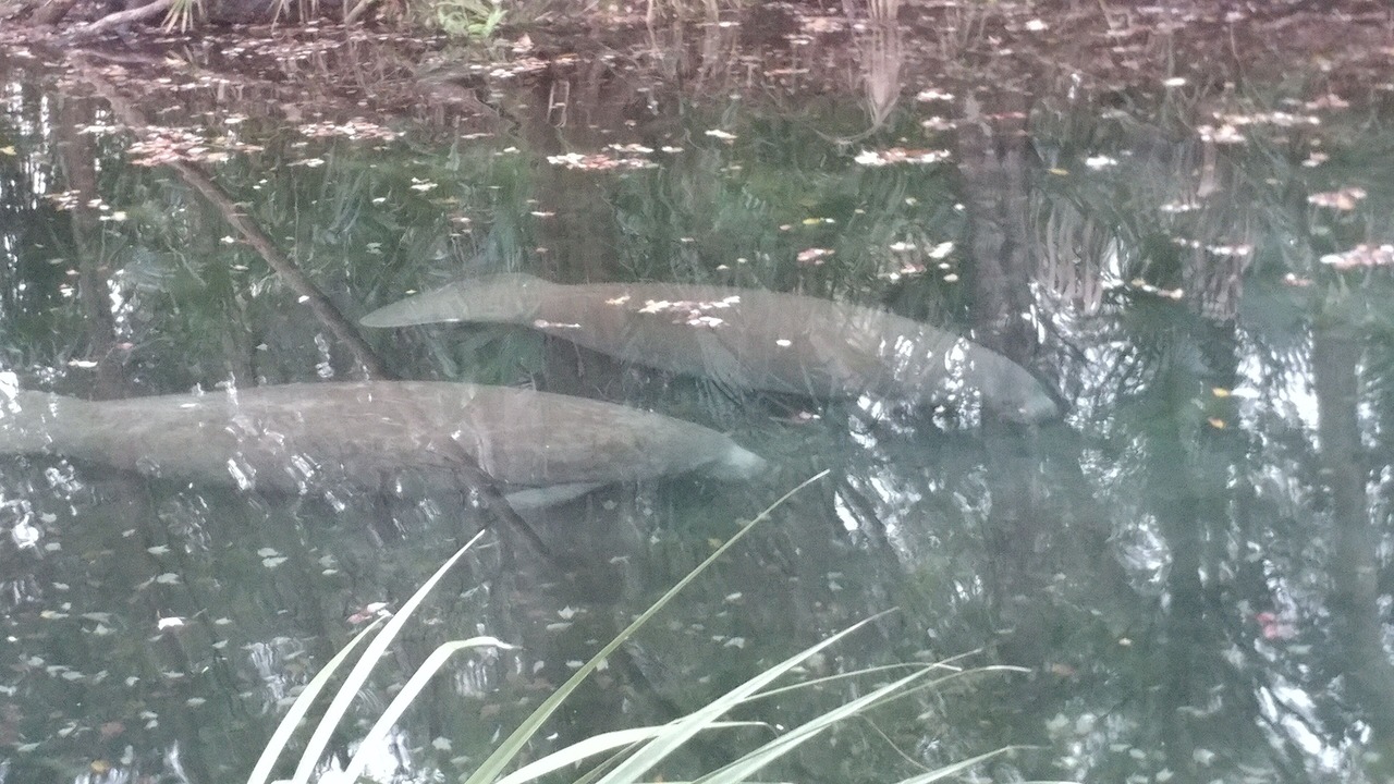 Photo of Others in Homosassa