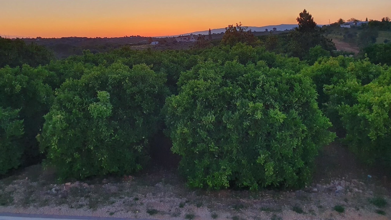 Photo of Others in Silves