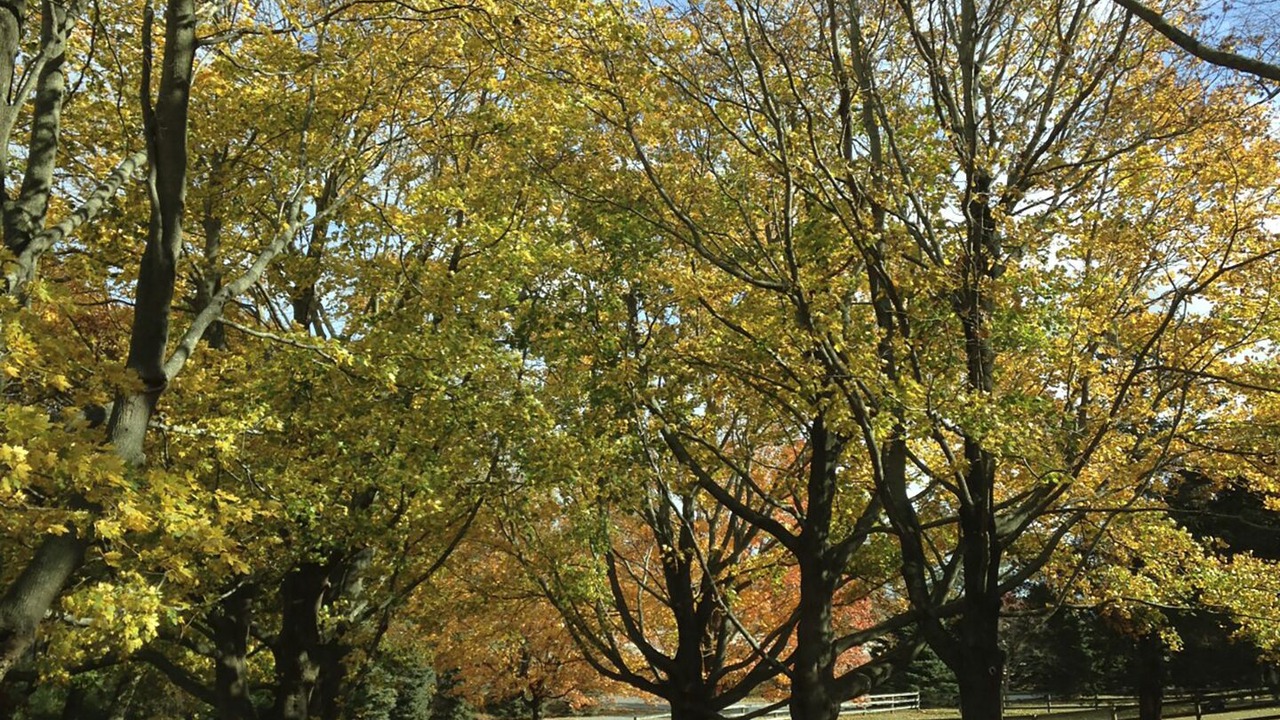 Photo of Outdoor in Riverhead
