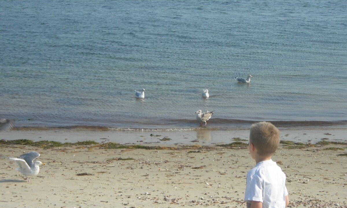Photo of Others in South Yarmouth
