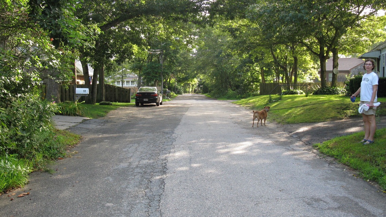 Photo of Others in Cedar Bushes