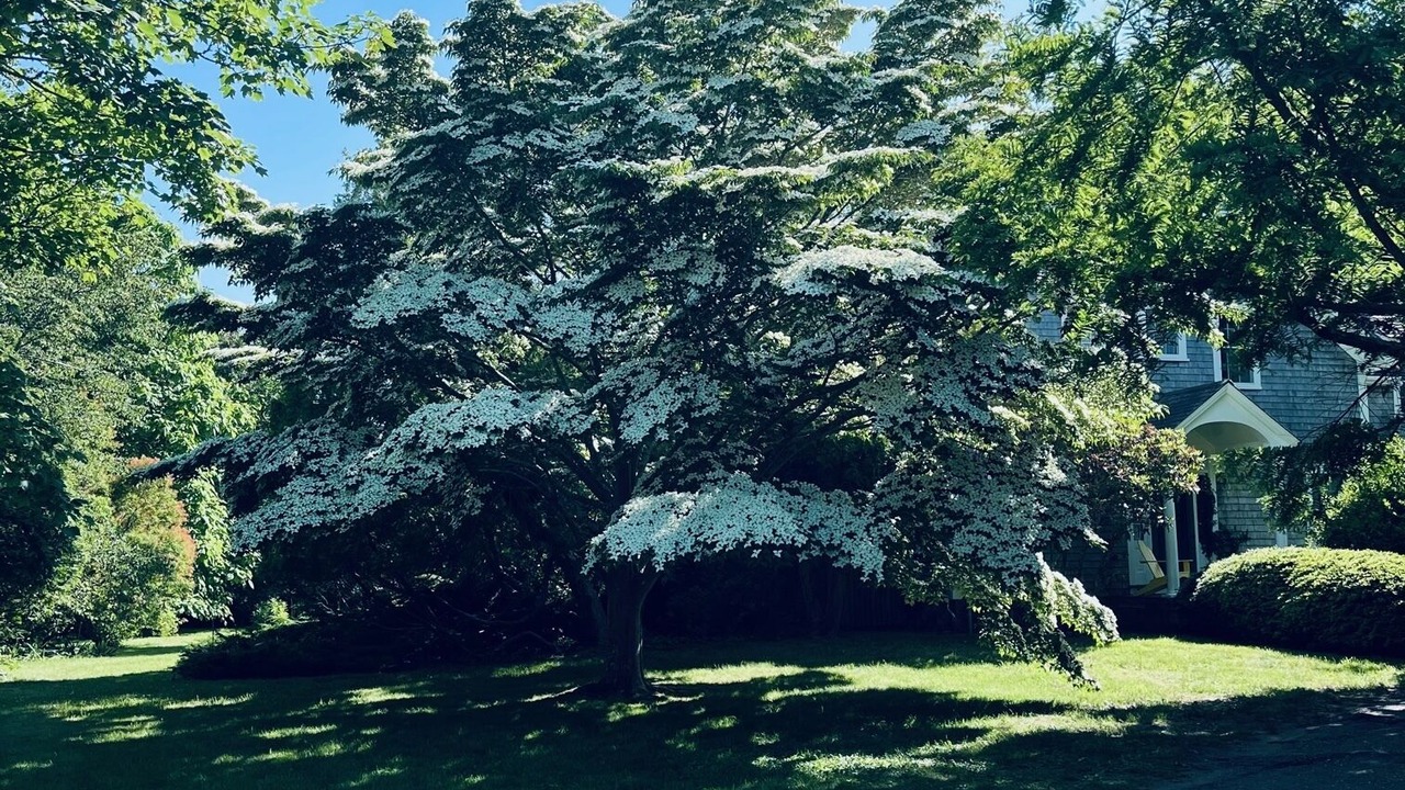 Photo of Outdoor in Chilmark