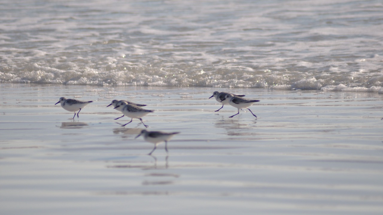 Photo of Others in Siesta Key