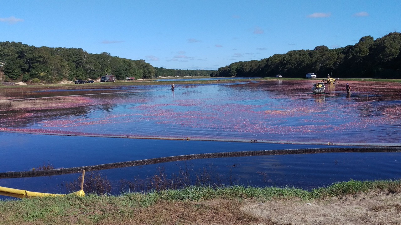 Photo of Outdoor in East Falmouth