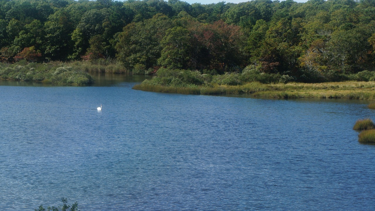 Photo of Others in East Falmouth