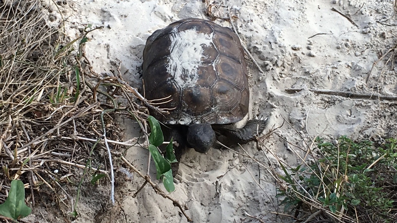 Photo of Others in Crescent Beach