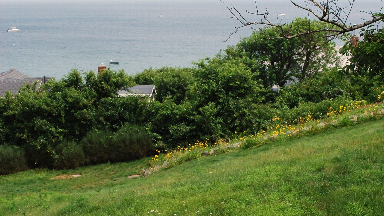 Photo of Outdoor in Cedar Bushes