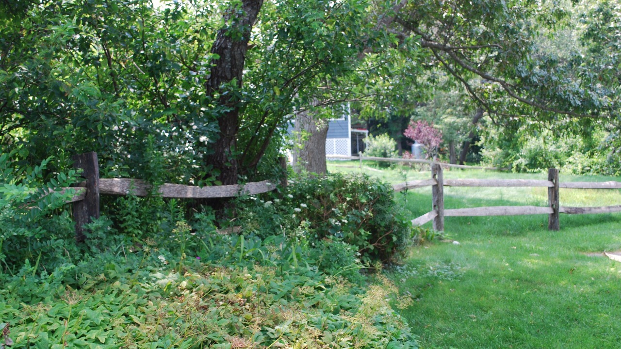 Photo of Outdoor in Cedar Bushes
