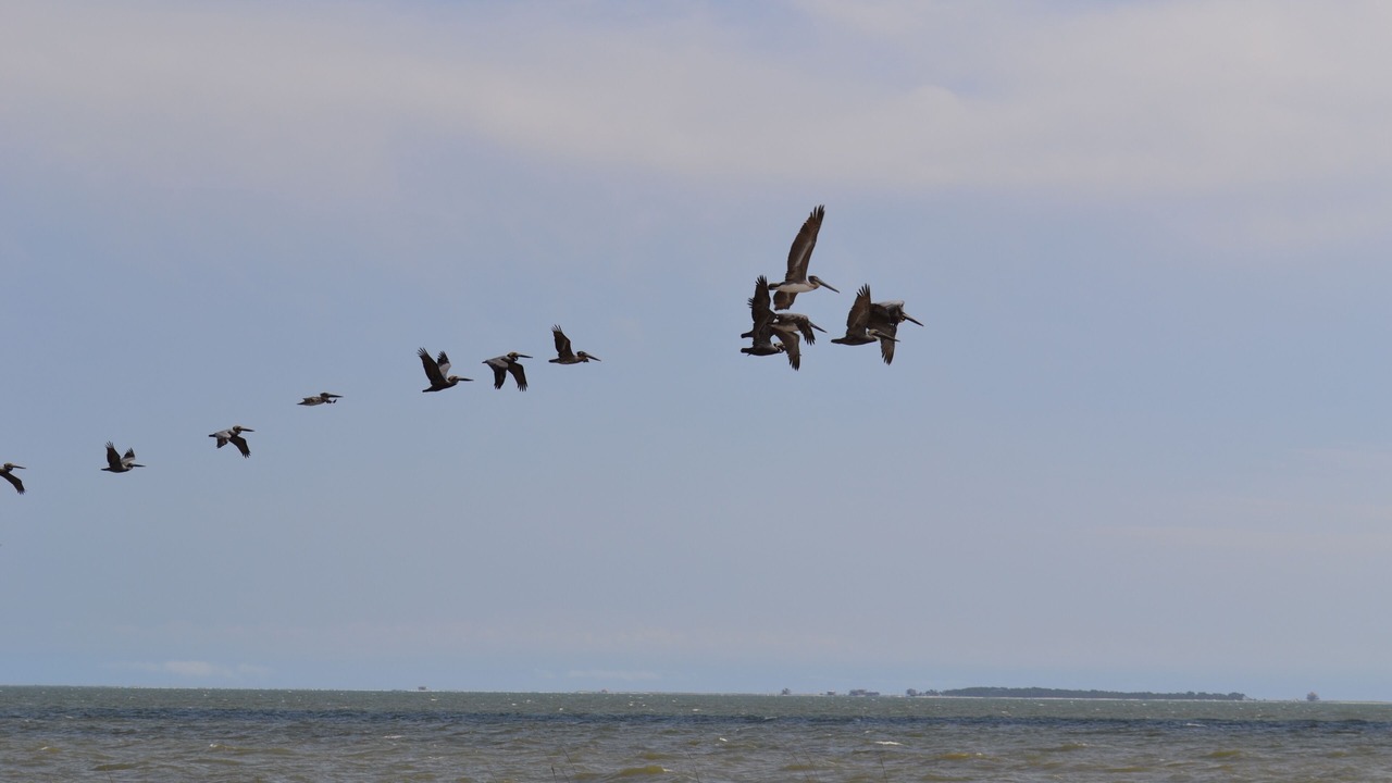 Photo of Others in Carrabelle