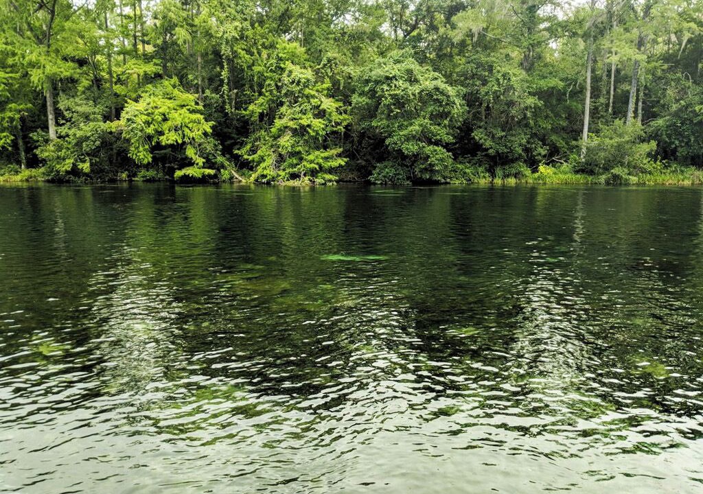 Photo of Others in Dunnellon