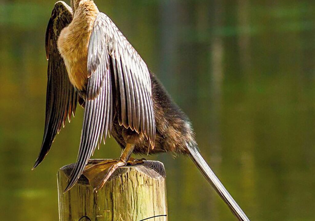 Photo of Others in Dunnellon