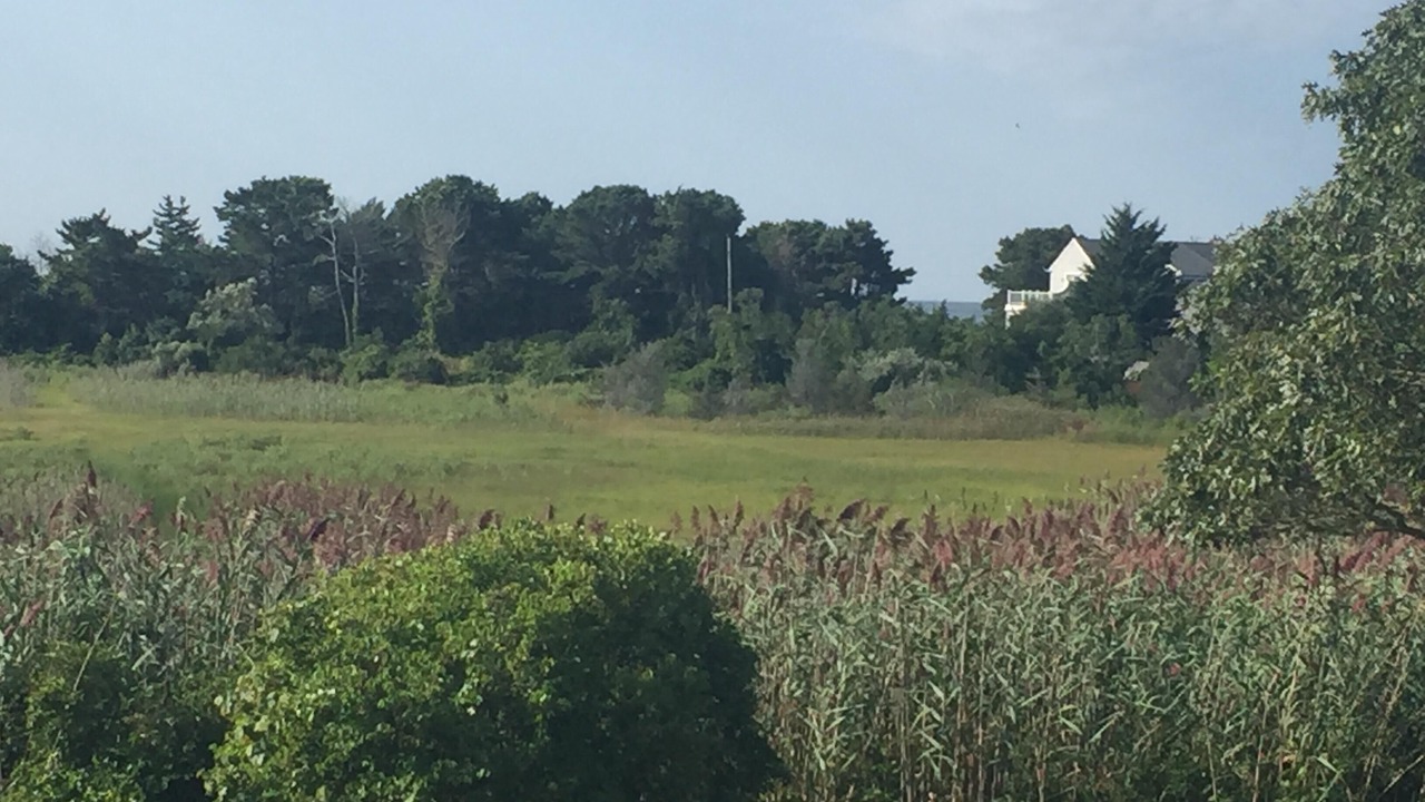 Photo of Others in South Harwich