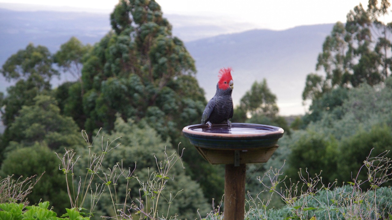 Photo of Others in Mount Toolebewong