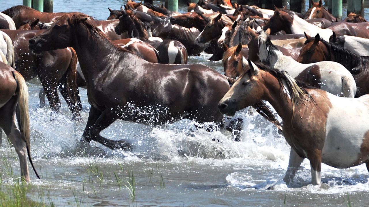 Photo of Others in Chincoteague