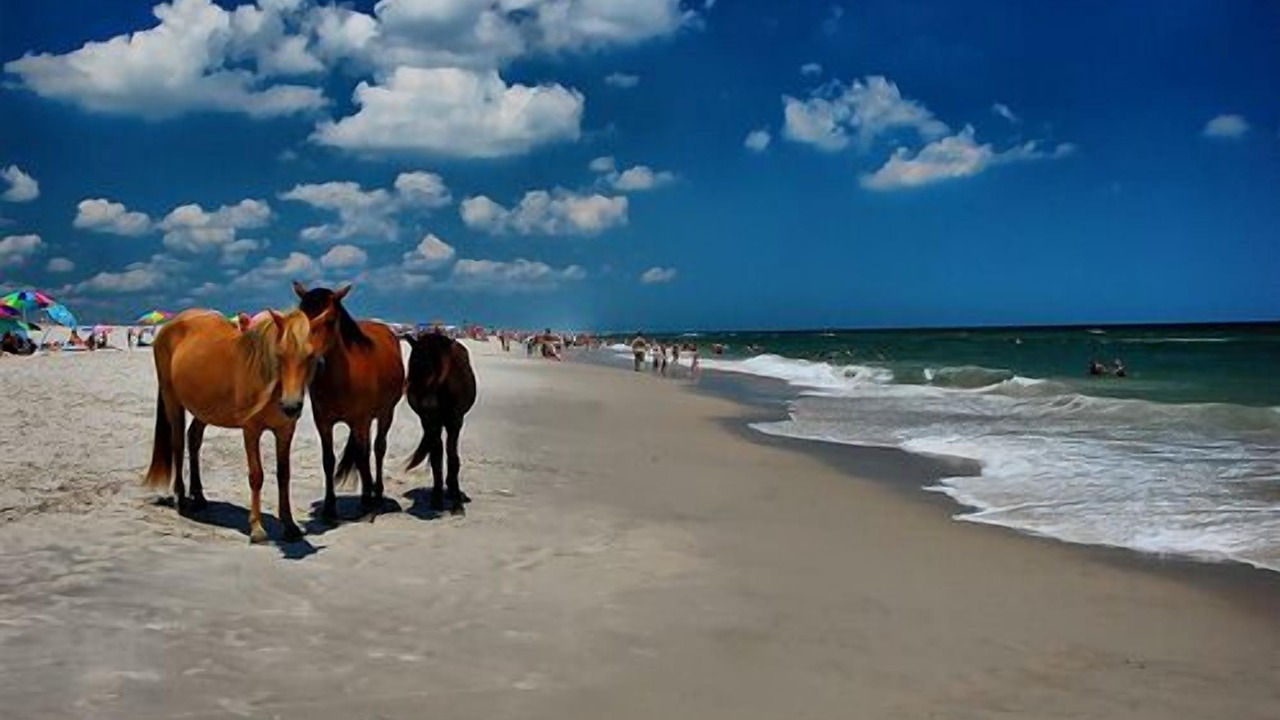 Photo of Others in Chincoteague