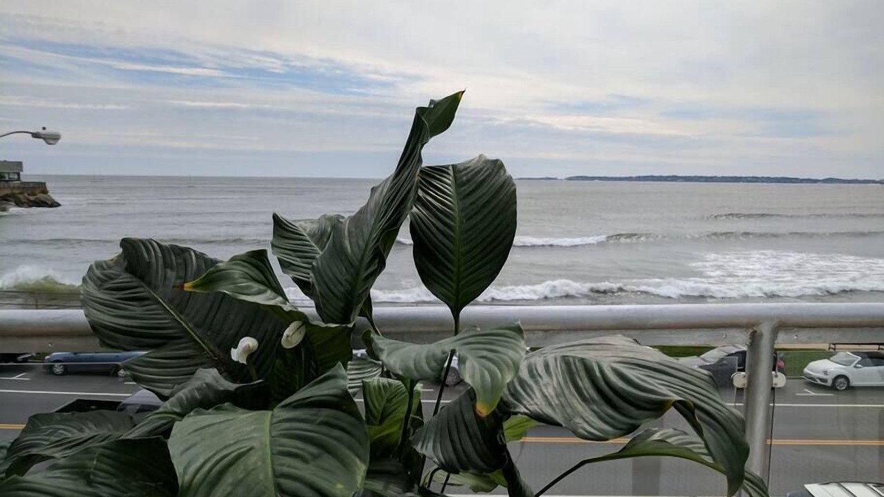 Photo of Others in Swampscott