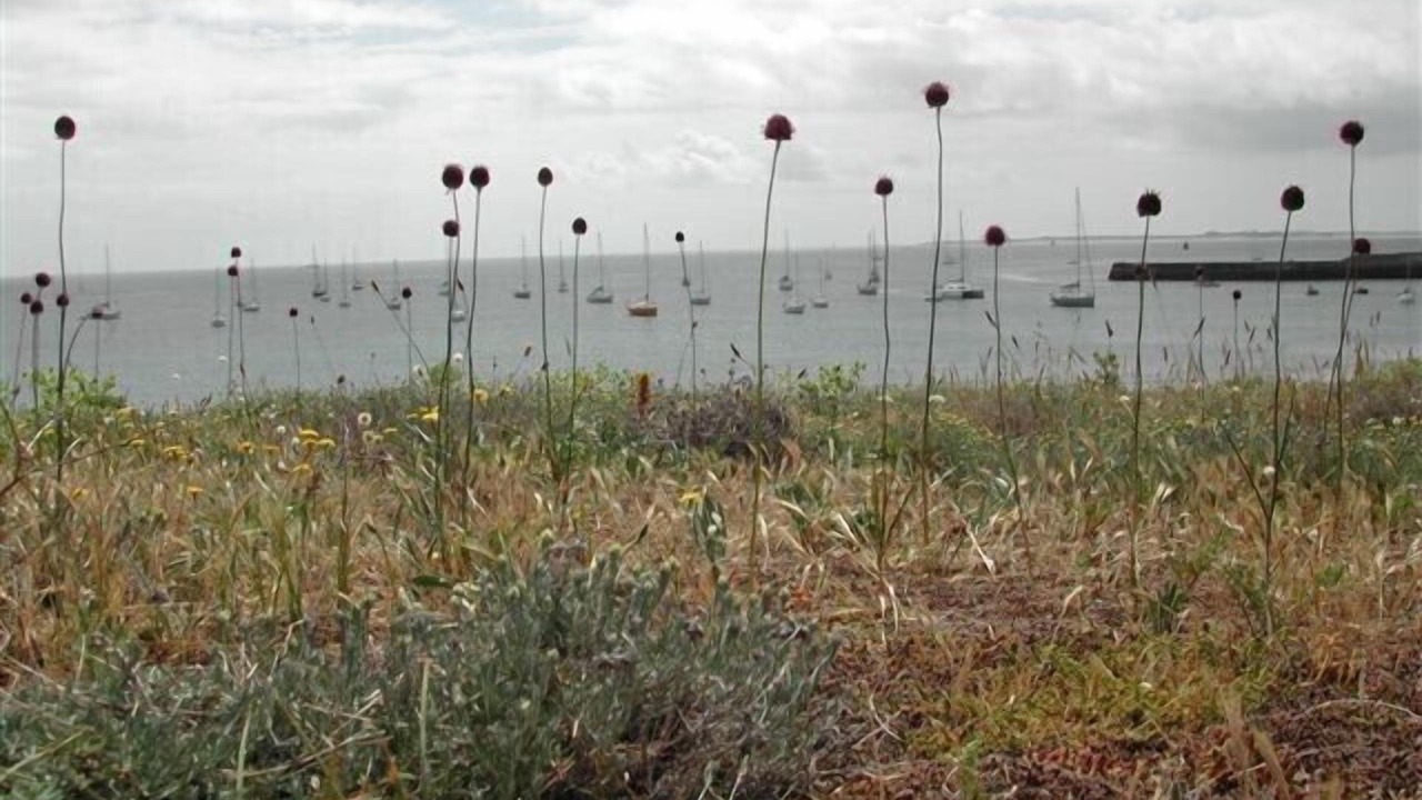Photo of Others in Sarzeau